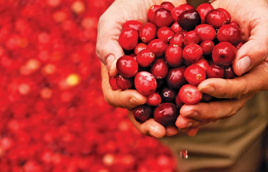 Cranberry Supplements – Why Makes It A Part of Your Health Routine?