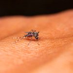 How long does it take to display symptoms of dengue