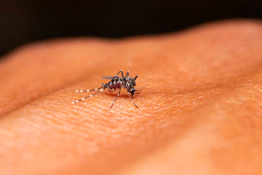 How long does it take to display symptoms of dengue?